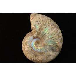 CLEONICERAS BESAIRIEI - Albian - MADAGASCAR
