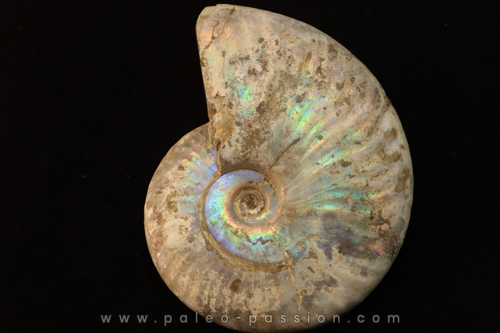 CLEONICERAS BESAIRIEI - Albian - MADAGASCAR