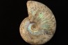 CLEONICERAS BESAIRIEI - Albian - MADAGASCAR