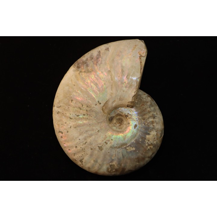 CLEONICERAS BESAIRIEI - Albien - MADAGASCAR