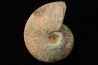 CLEONICERAS BESAIRIEI - Albien - MADAGASCAR