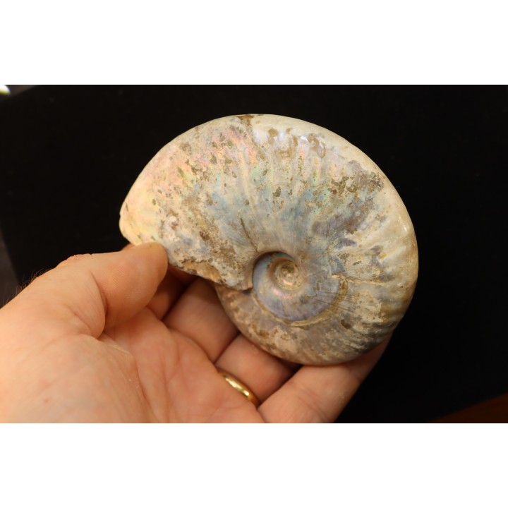 CLEONICERAS BESAIRIEI - Albien - MADAGASCAR
