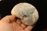 CLEONICERAS BESAIRIEI - Albien - MADAGASCAR