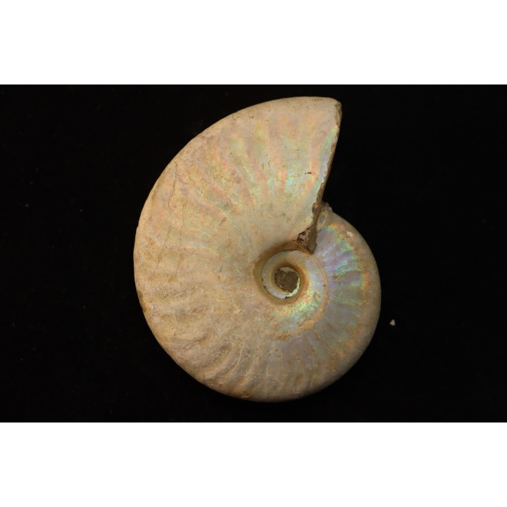 CLEONICERAS BESAIRIEI - Albian - MADAGASCAR