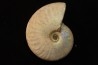 CLEONICERAS BESAIRIEI - Albian - MADAGASCAR
