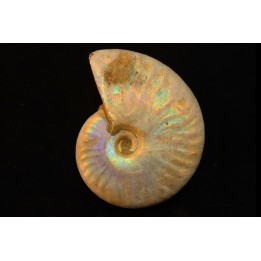 CLEONICERAS BESAIRIEI - Albien - MADAGASCAR