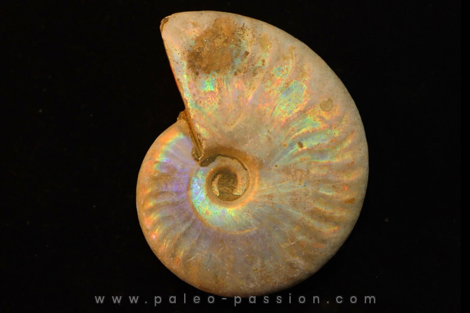 CLEONICERAS BESAIRIEI - Albian - MADAGASCAR