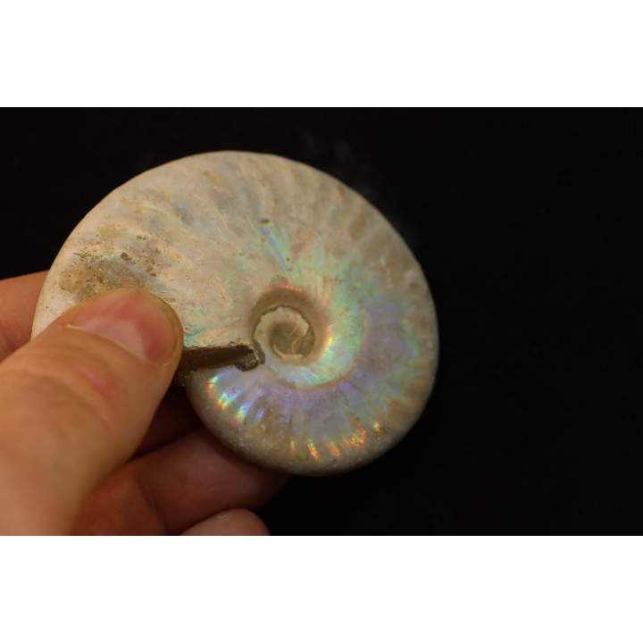 CLEONICERAS BESAIRIEI - Albian - MADAGASCAR
