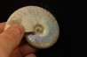 CLEONICERAS BESAIRIEI - Albian - MADAGASCAR
