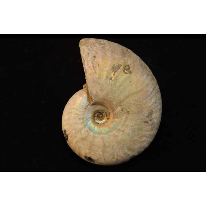 CLEONICERAS BESAIRIEI - Albien - MADAGASCAR