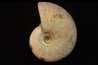CLEONICERAS BESAIRIEI - Albian - MADAGASCAR