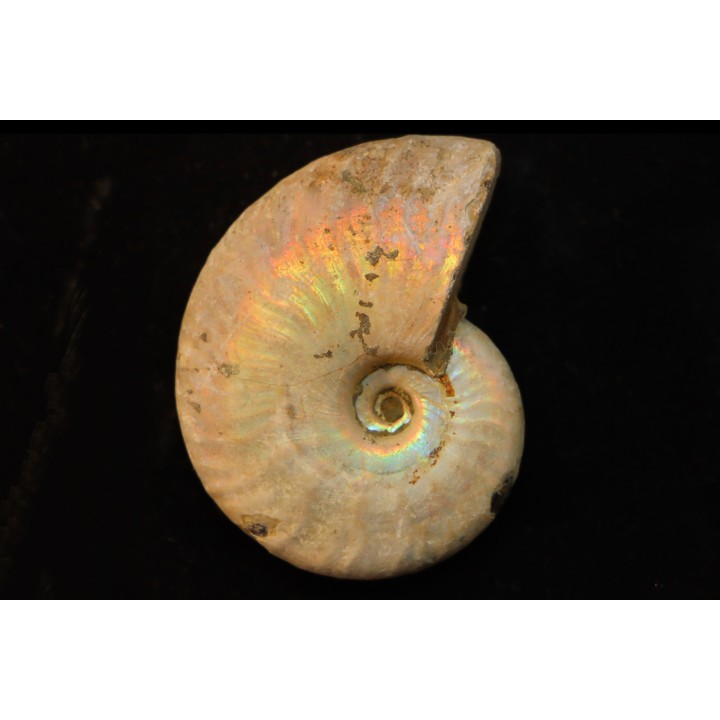 CLEONICERAS BESAIRIEI - Albien - MADAGASCAR