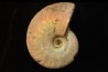 CLEONICERAS BESAIRIEI - Albian - MADAGASCAR