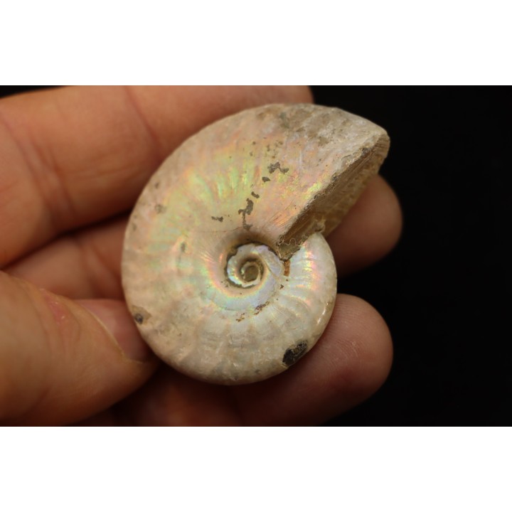 CLEONICERAS BESAIRIEI - Albien - MADAGASCAR