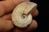 CLEONICERAS BESAIRIEI - Albien - MADAGASCAR