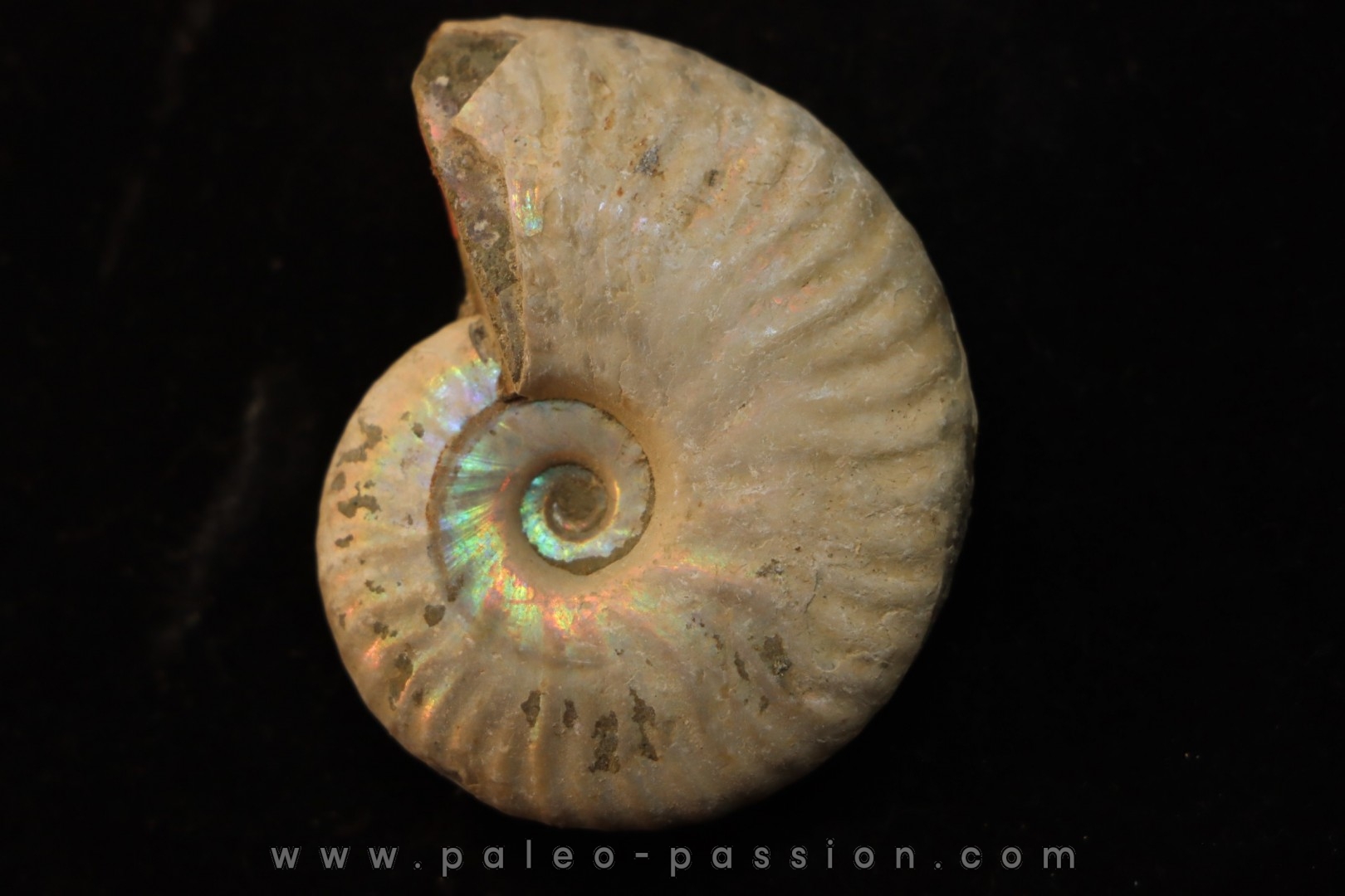 CLEONICERAS BESAIRIEI - Albien - MADAGASCAR