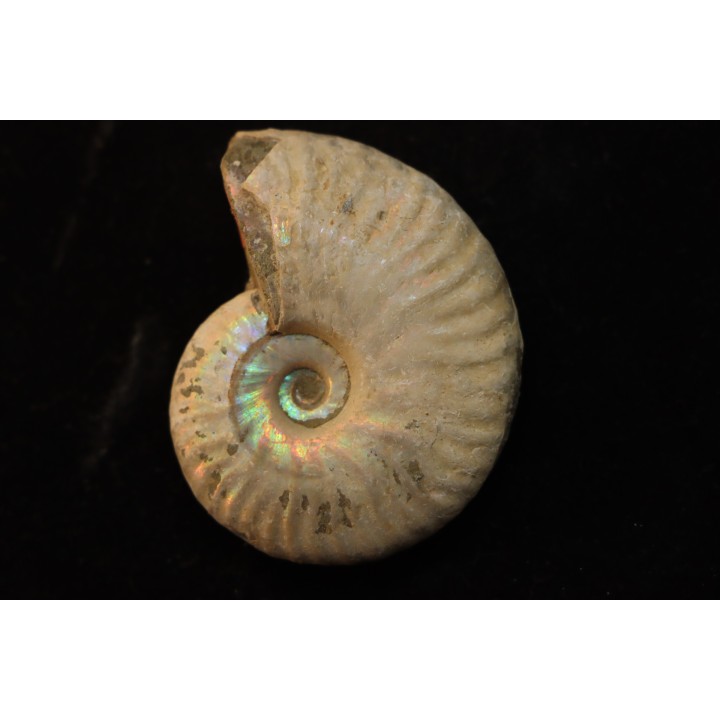 CLEONICERAS BESAIRIEI - Albian - MADAGASCAR