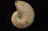 CLEONICERAS BESAIRIEI - Albian - MADAGASCAR