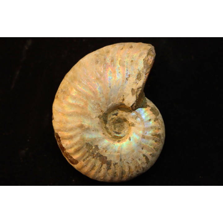 CLEONICERAS BESAIRIEI - Albian - MADAGASCAR