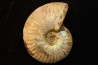 CLEONICERAS BESAIRIEI - Albian - MADAGASCAR
