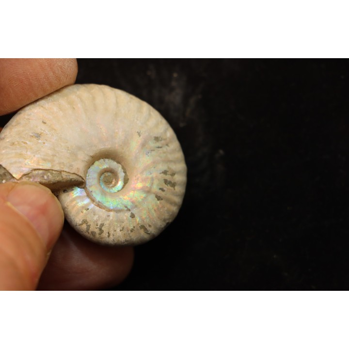 CLEONICERAS BESAIRIEI - Albian - MADAGASCAR