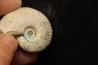 CLEONICERAS BESAIRIEI - Albien - MADAGASCAR