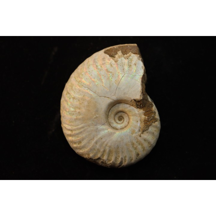 CLEONICERAS BESAIRIEI - Albian - MADAGASCAR