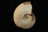 CLEONICERAS BESAIRIEI - Albian - MADAGASCAR
