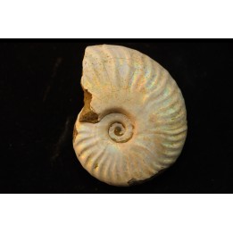 CLEONICERAS BESAIRIEI - Albien - MADAGASCAR
