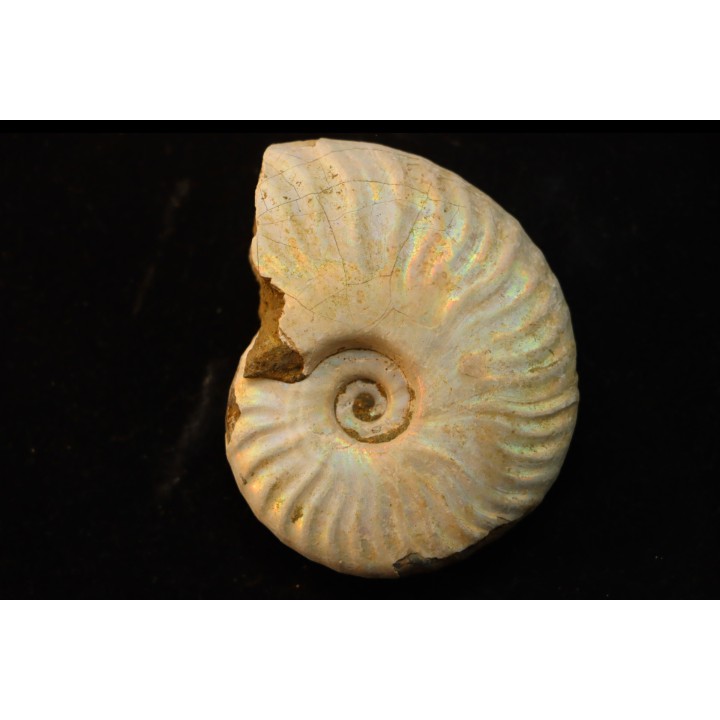 CLEONICERAS BESAIRIEI - Albian - MADAGASCAR