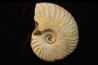 CLEONICERAS BESAIRIEI - Albien - MADAGASCAR
