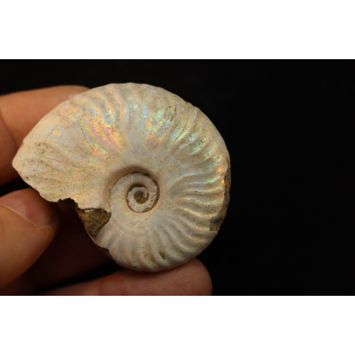 CLEONICERAS BESAIRIEI - Albien - MADAGASCAR