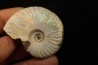 CLEONICERAS BESAIRIEI - Albien - MADAGASCAR