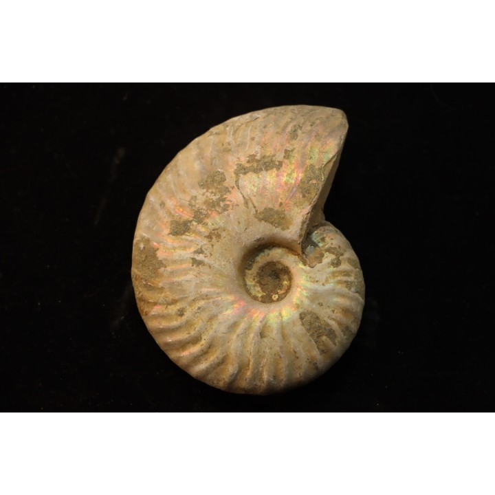 CLEONICERAS BESAIRIEI - Albien - MADAGASCAR