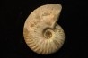CLEONICERAS BESAIRIEI - Albien - MADAGASCAR