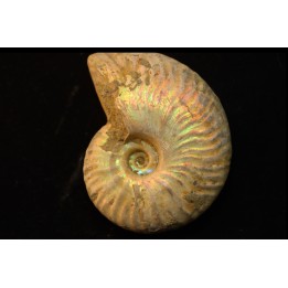 CLEONICERAS BESAIRIEI - Albien - MADAGASCAR