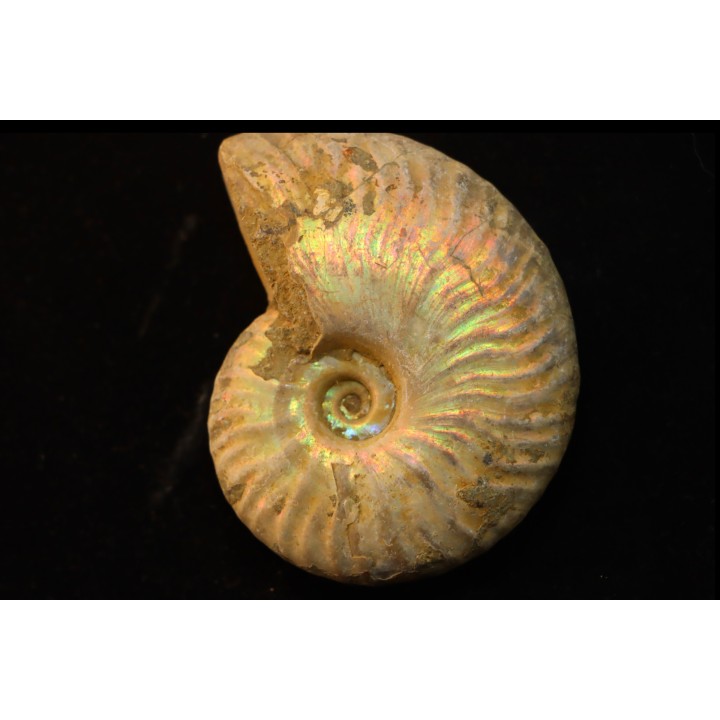 CLEONICERAS BESAIRIEI - Albien - MADAGASCAR