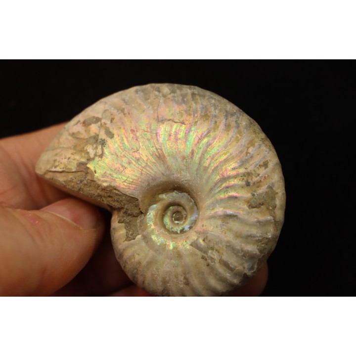 CLEONICERAS BESAIRIEI - Albian - MADAGASCAR