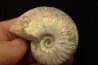 CLEONICERAS BESAIRIEI - Albian - MADAGASCAR