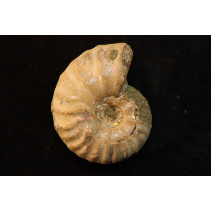 CLEONICERAS MADAGASCARIENSE - Albien - MADAGASCAR
