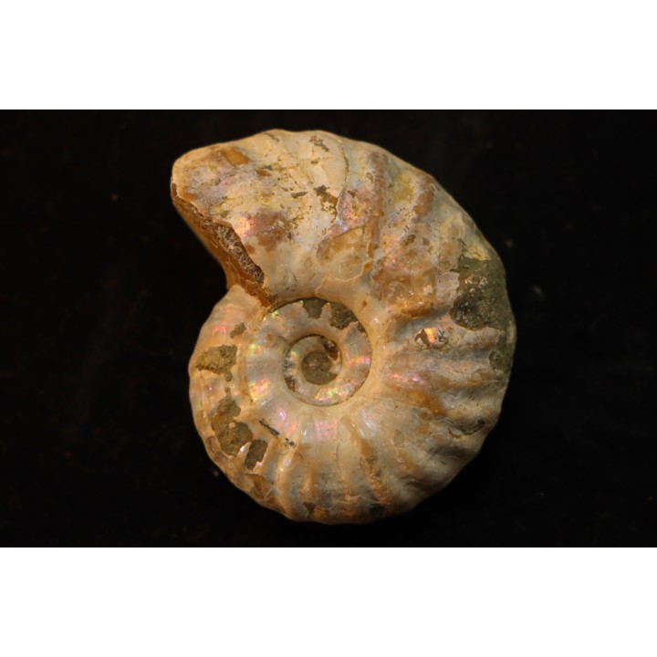 CLEONICERAS MADAGASCARIENSE - Albian - MADAGASCAR