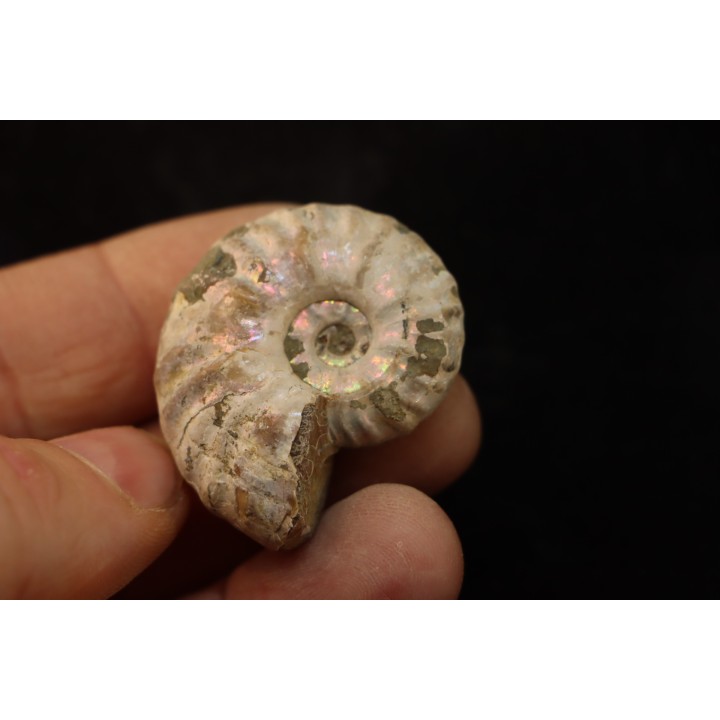 CLEONICERAS MADAGASCARIENSE - Albian - MADAGASCAR