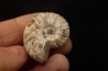 CLEONICERAS MADAGASCARIENSE - Albien - MADAGASCAR