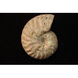 CLEONICERAS MADAGASCARIENSE - Albian - MADAGASCAR