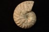 CLEONICERAS MADAGASCARIENSE - Albien - MADAGASCAR