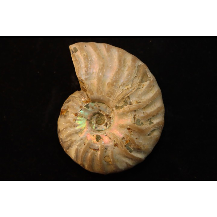 CLEONICERAS MADAGASCARIENSE - Albian - MADAGASCAR