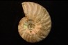 CLEONICERAS MADAGASCARIENSE - Albien - MADAGASCAR