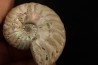 CLEONICERAS MADAGASCARIENSE - Albien - MADAGASCAR