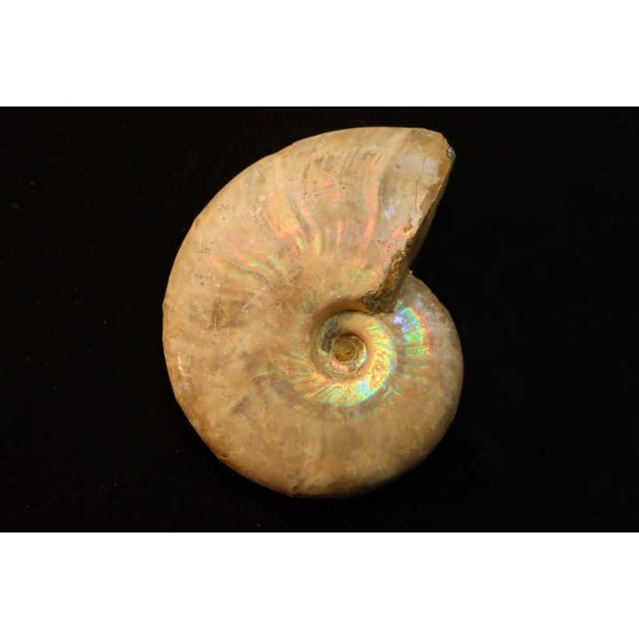 BEUDANTICERAS REVOILI - Albian - MADAGASCAR