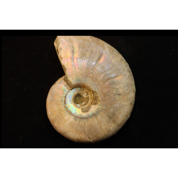 BEUDANTICERAS REVOILI - Albien - MADAGASCAR